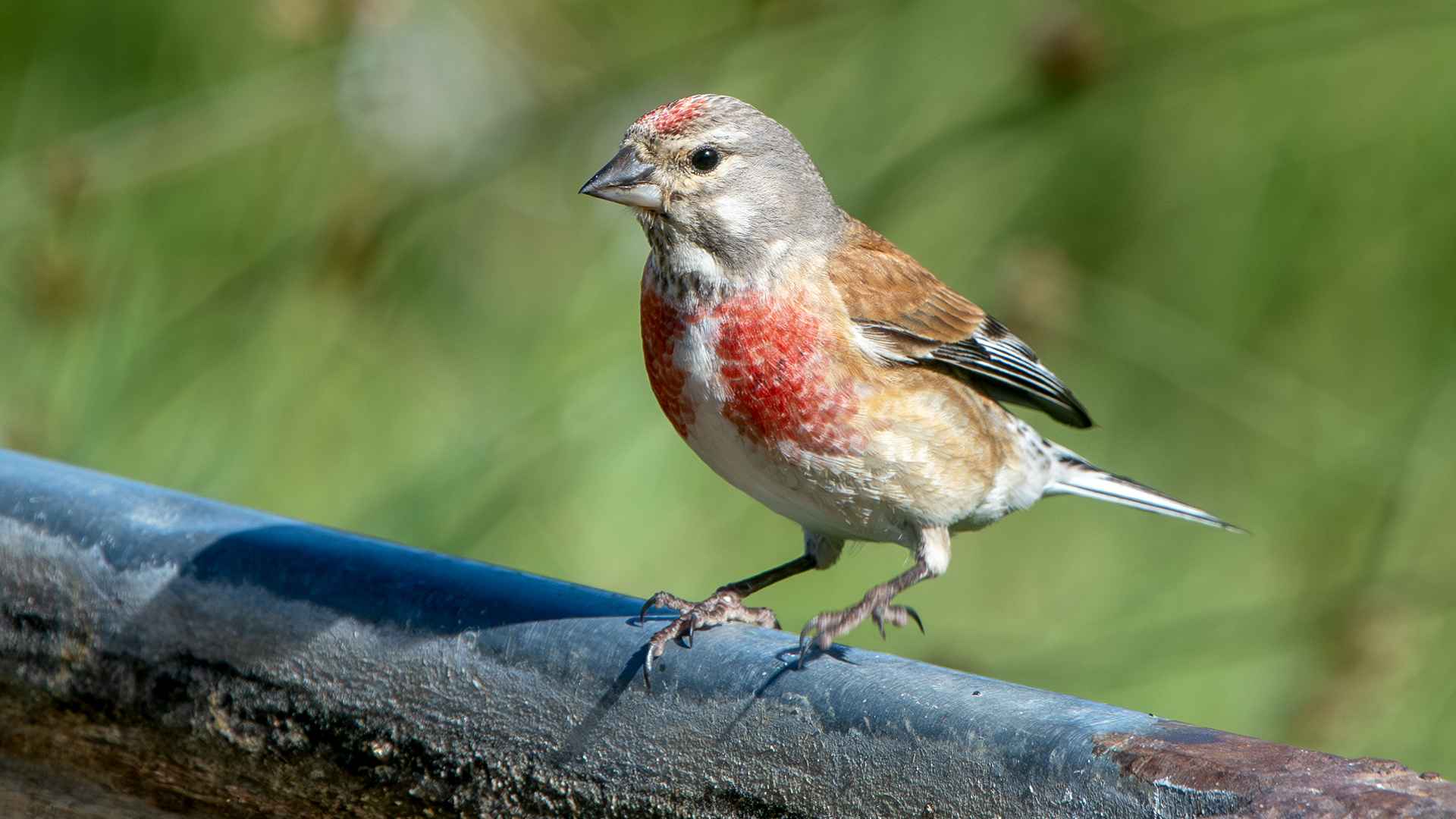 Eurasian Linnet